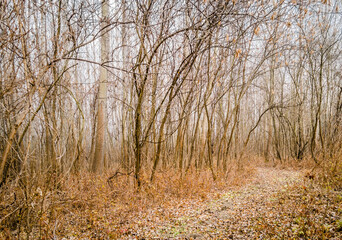 Fototapeta premium Poplar trees in the winter period of the year. The forest in the winter period of the year, covered with morning mist.