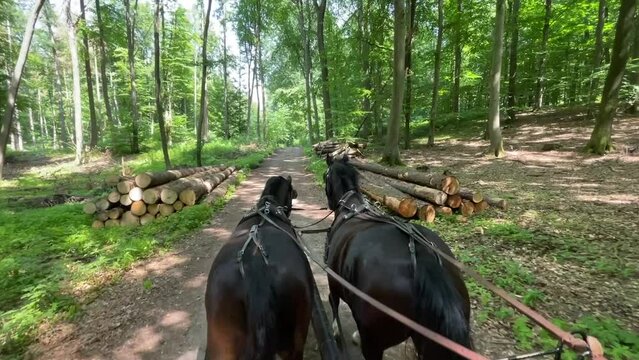 Kutschenfahrt durch Wald