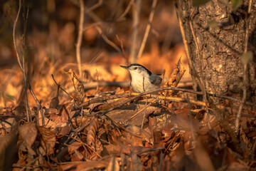 White-breasted Nuthatch looking for food on the ground
