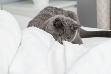Grey cat chartreuse plays with a man's hand peeking out from under the blanket. Games with pets in...