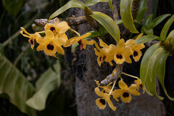 yellow orchid on the tree