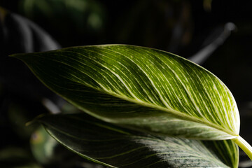 Obraz premium close up of green leaf