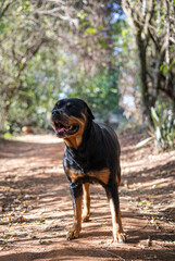 black and brown dog in a park