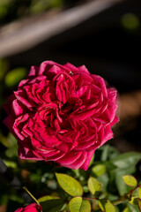pink rose in the garden 