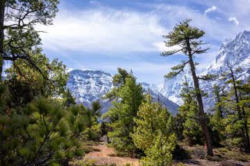 Stunning open landscape with no people in the mountains of the Anapurna Circuit in Nepal. Snowy mountains, green trees and blue sky. Hiking, adventure, camping, freedom, travel
