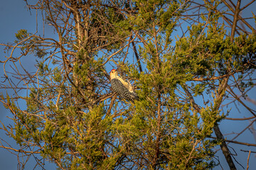 Red-bellied Woodpecker eating Juniper berries