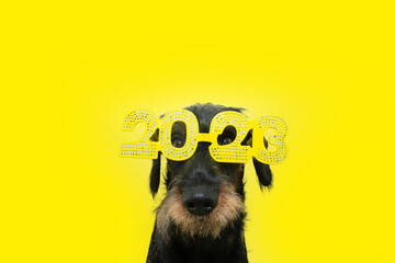 Funny dog celebrating new year 2023 with sign costume. Isolated on yellow background - obrazy, fototapety, plakaty