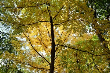 Underneath the tall autumn tree in the forest.