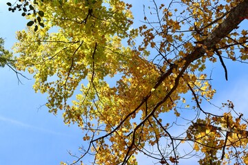 The yellow and orange leaves in the tall trees.