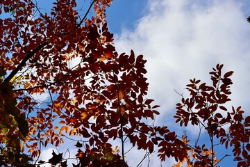 The red leaves on the branch with the clouds in the sky.