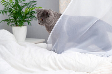 Grey cat chartreuse plays with a man's hand peeking out from under the blanket. Games with pets in...