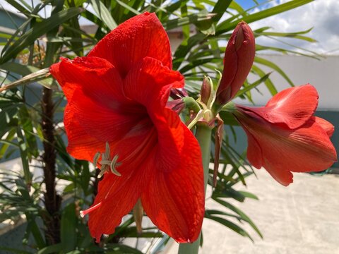 Amarilis vermelha, red flower
