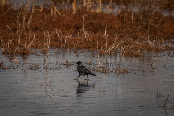 Crow walks gingerly across the frozen marsh