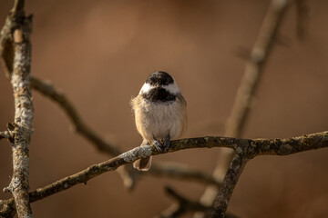 Black-capped Chickadee eats a seed on a tree branch
