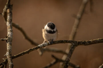 Black-capped Chickadee eats a seed on a tree branch