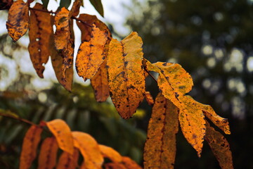leaves on tree