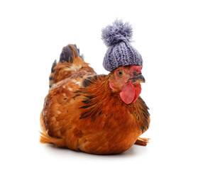 Brown chicken in knitted hat.