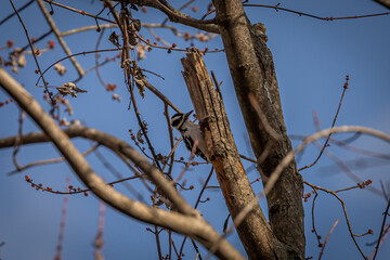 Downy Woodpecker perched on a dead tree trunk