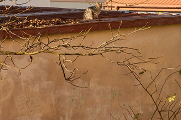 bezpański kot na dachu  - obrazy, fototapety, plakaty