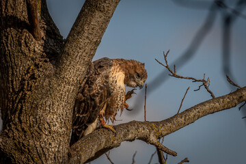 Red-tailed Hawk scratches an itch while perched on a tree branch