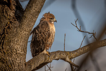 Red-tailed Hawk perched on a tree branch