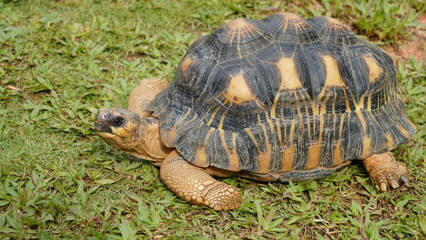 Astrochelys radiata | Radiated tortoise | 射紋龜