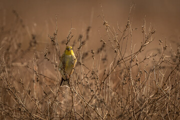 American Goldfinch perched on a plant stem