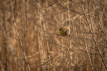 American Goldfinch perched on a plant stem