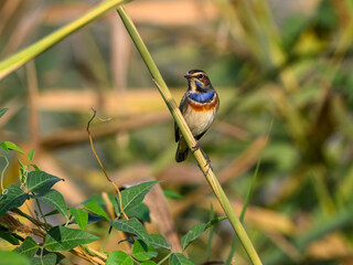 Bluethroat perching on branch, portrait