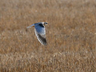 Black-winged Kite flying against field