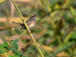 Bluethroat perching on branch, portrait