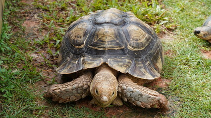 Astrochelys radiata | Radiated tortoise | 射紋龜