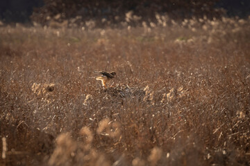 Female Northern Harrier lands on a muskrat lodge