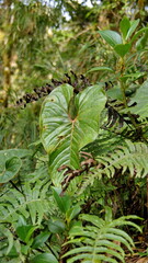 Ferns and other vegetation growing on the floor of the cloud forest at the high altitude Paraiso Quetzal Lodge, outside of San Jose, Costa Rica