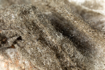 Texture of mildew on the bread. Aspergillus fumigatus mildew texture on bread bread. Organic, medical research.