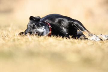 Cute black dog is resting in the grass in the sun and looking at the camera