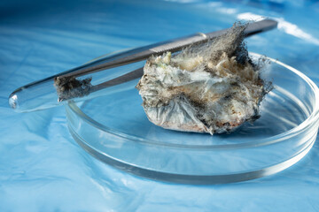 Piece of bread with mold Aspergillus fumigatus in a Petri dish next to tweezers on a blue...