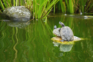 Two freshwater turtles lying on top of each other on a rock in a pond