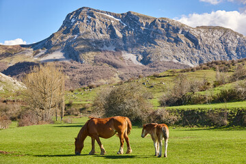 Fototapeta na wymiar Horses in a green valley. Castilla y Leon mountain landscape