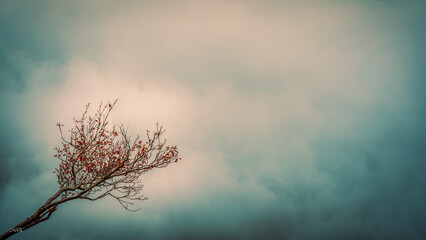 A branch in the fog,Backgroung