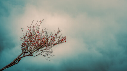 A branch in the fog,Backgroung3