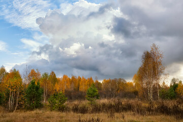 Bright autumn birch forest on a sunny day.
