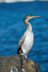Great Cormorant (Phalacrocorax lucinus) in the sunset light