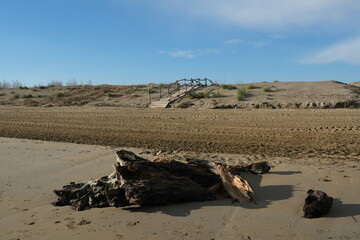 tronco d'albero lungo la spiaggia