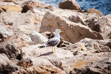 Seagull at Shore