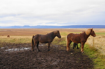 Obraz premium Icelandic Horses near Varmahlid, North West Iceland