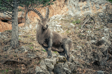A male ibex in the Alps5.