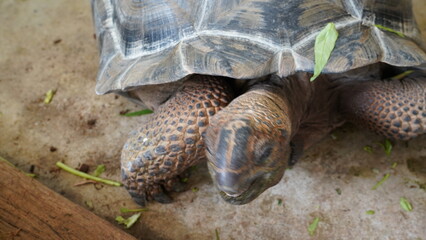 Centrochelys sulcata | 蘇卡達象龜 | African Spurred Tortoise | Grooved Tortoise | Sahel Tortoise