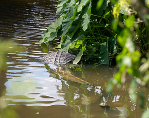alligator in the pond
