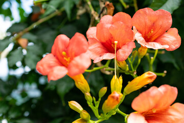 flower lago maggiore close up